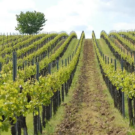 酒店 Gaestehaus Kleine Kalmit