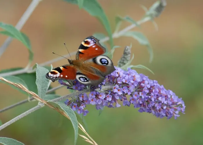 Hotel Gastehaus Kleine Kalmit Landau in der Pfalz